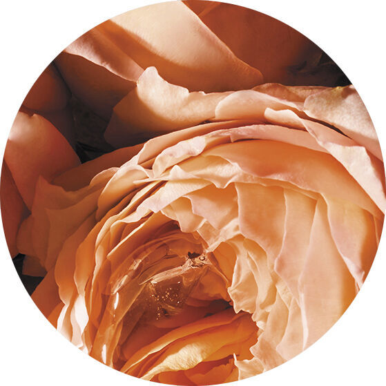 UNA ROSA CARNAL SENSUAL