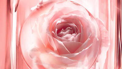 ESENCIA DE PETALOS DE ROSA