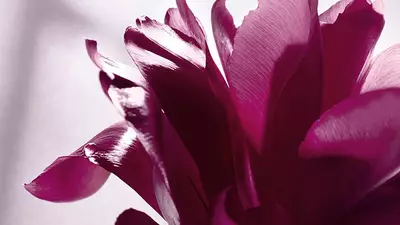 ESENCIA DE CORAZON DE ROSA