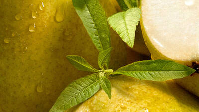 Visual de ingredientes: recorte en ramas de verbena