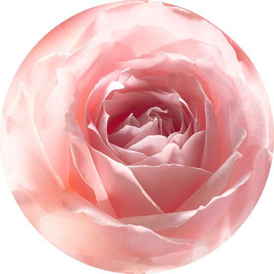 ESENCIA DE PETALOS DE ROSA