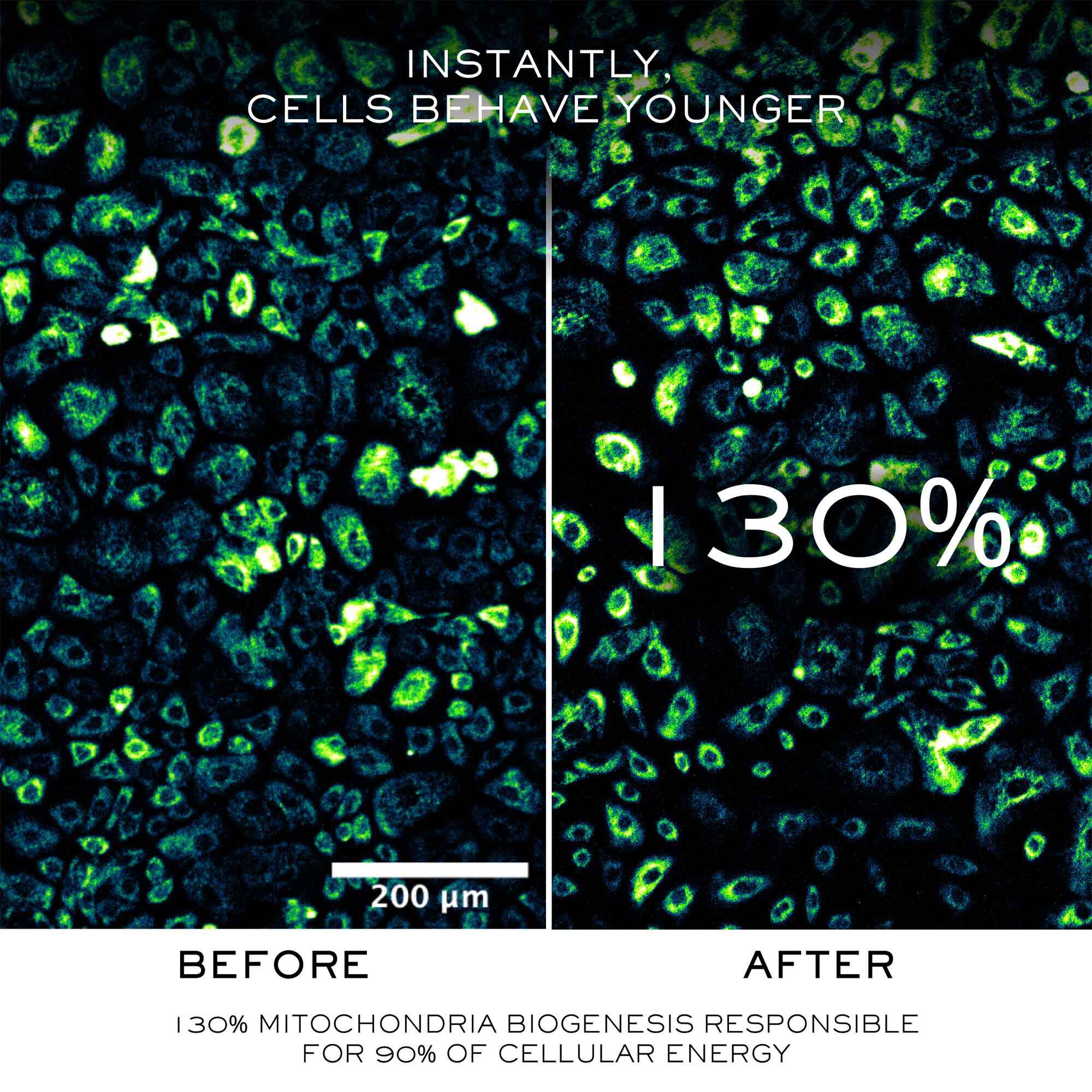 Absolue Longevity The Soft Cream