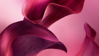 Dos formas fluidas, magenta profunda y petalos rojos se curvan con gracia sobre un fondo rosa suave y degradado.