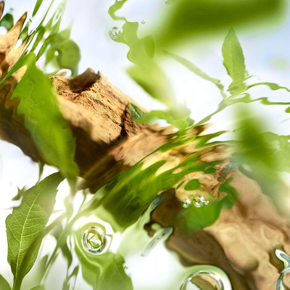 Off Now Eau de Toilette: Perfume citrico y amaderado