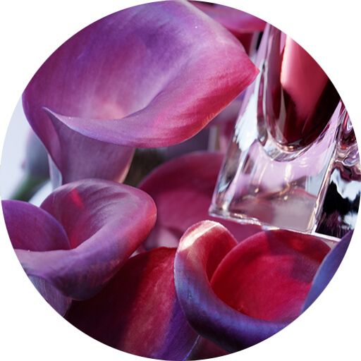 ABSOLUTA DE HOJA VIOLETA