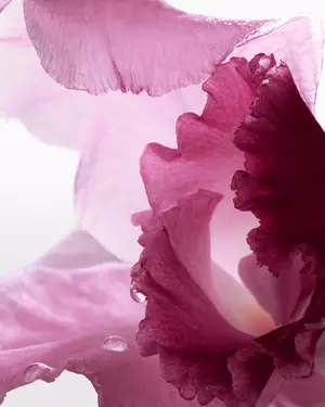 Ilustracion de fragancia floral Lancome