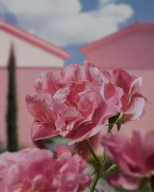 Domaine de la Rose de Lancome