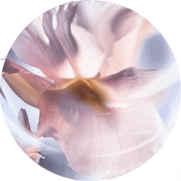 ingrediente La Vie Est Belle: iris pallida