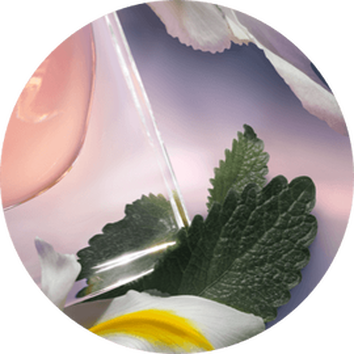 ingrediente la vie est belle refill: pachuli