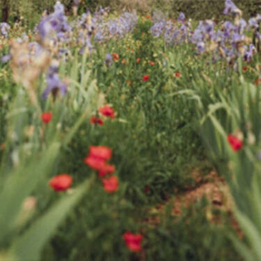 Lancome Espana