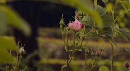 Una rosa rosa en medio de un grupo de botones de rosa, rodeada de hojas verdes.