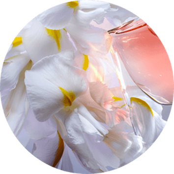 ingrediente la vie est belle: iris pallida
