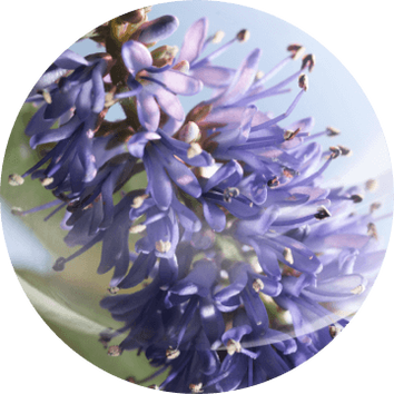 Flores moradas de hebe en un fondo suave, mostrando sus delicados petalos y estambres. Ideal para un ambiente natural.