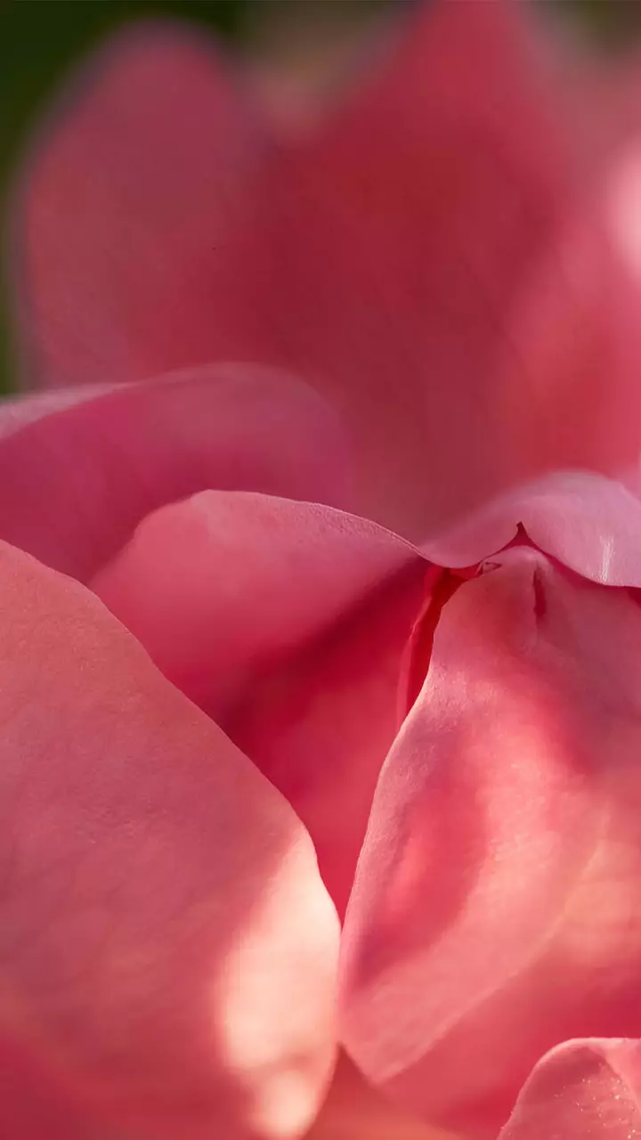 Absolue Les Parfums - Lancome