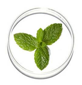 hp banner hydra zen moringa extract